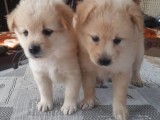 puppis for sale