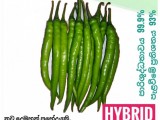 Mich hy1 Miris Seeds chilli seeds 10g