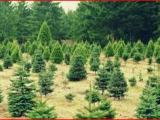 ONLINE ORDER FOR XMAS TREES/FLOWER PLANTS DELIVERED TO YOUR DOORSTEP