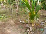 Land for sale in uhumiya