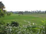 Paddy field for sale in Talangama