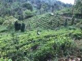 TEA LAND FOR SALE WITH BEAUTIFUL VIEW AND WATERFALL - KOTHMALE