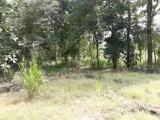 To rent a agricultural land in Ambanpola