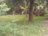 Land for Sale in Wennappuwa Town Area