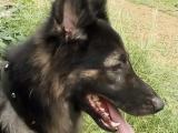 2-year German shepherd long coat healthy male guard dog for sale